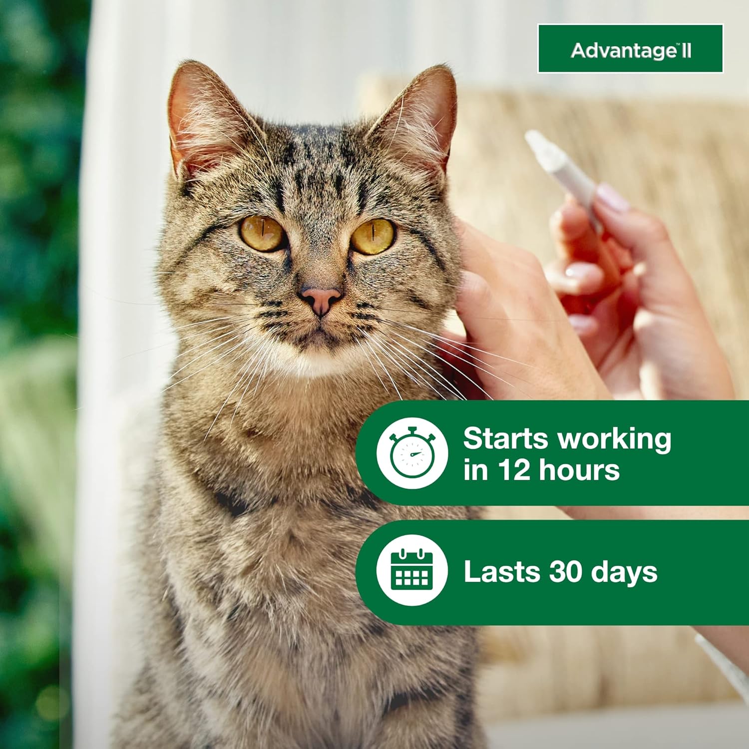 Advantage II Large Cat Flea Treatment & Prevention – Vet Recommended | For Cats Over 9 lbs | 6-Month Supply